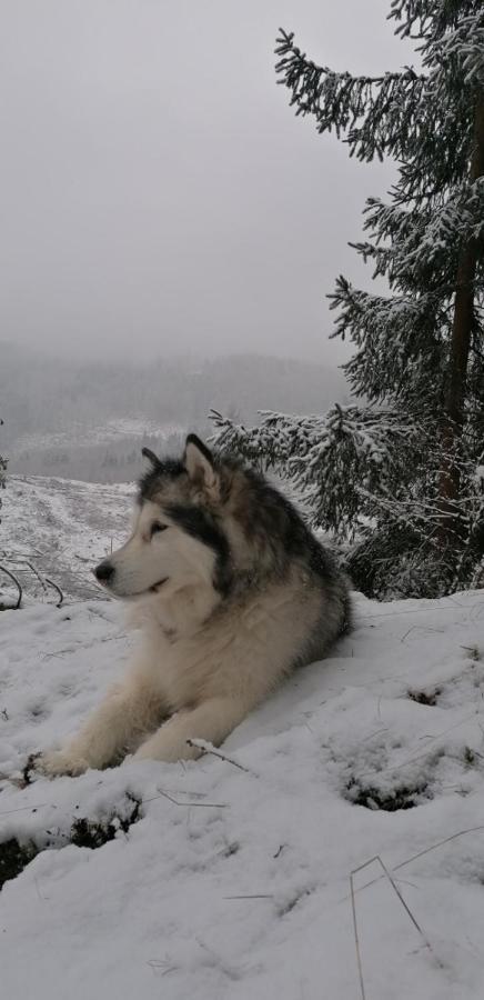 فندق Waldhaus Im Okertal جوسلار المظهر الخارجي الصورة